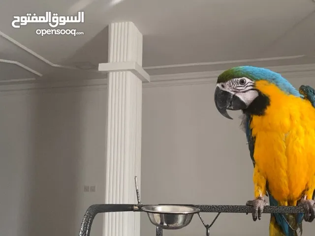 مكاو للبيع/ قراءه تفاصيل قبل التواصل