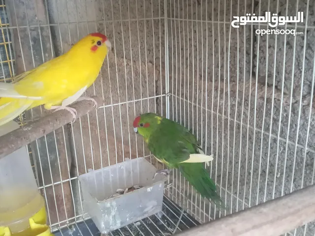 ببغاء الكريكي