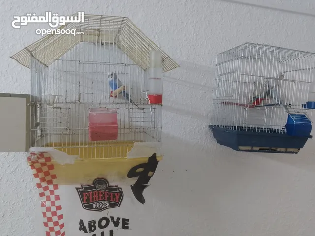 طيور حب للبيع