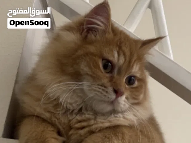 قط شيرازي لونه جميل عمره 11شهر اليف جداً وبصحه ممتازه ويصلح لتزاوج والإنجاب بسعر 450درهم