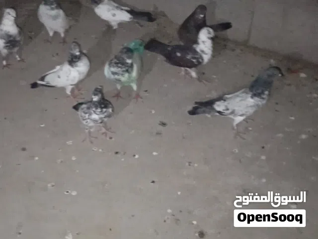 تور للبيع العدد 16الزوج