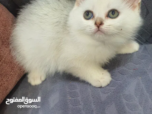 قطط اسكوتش استريت من أب اسكتش استريت بيور لعوبين وأم شيرازي مون فيس بيور