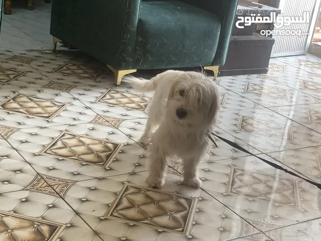 كلاب بيتوته