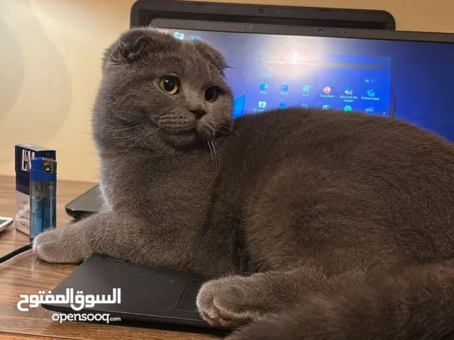 انثى سكوتش فولد بيور مستوا عالي للبيع عمر سنه وشهر