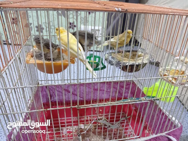 زوج كناريات