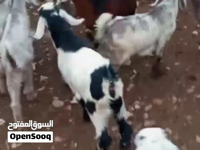 جديان للبيع عدد 20