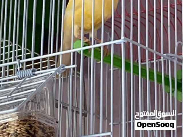 كناري للبيع وحسون