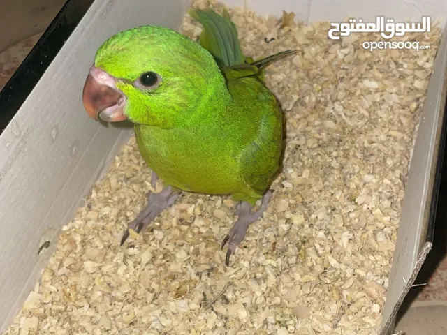 فرخ بغبغاء الدره قريب