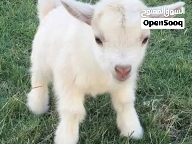 مطلوب ماعز بلجيكي أو الماعز النيجيري القزم