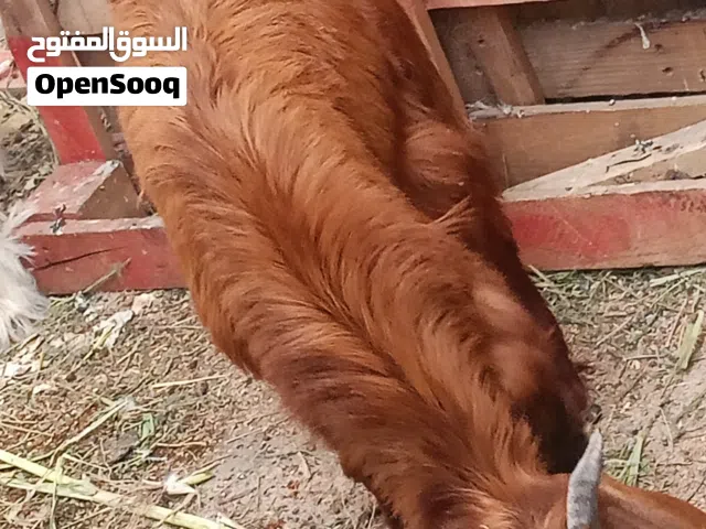تيس امورها طيبه