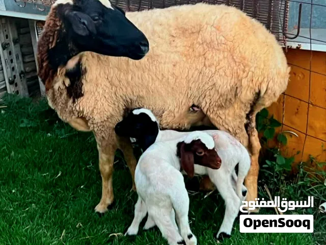 نعجه وطنيه متوامه تحته خروف وفطيمه