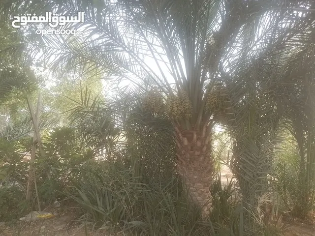 ابو الحسن