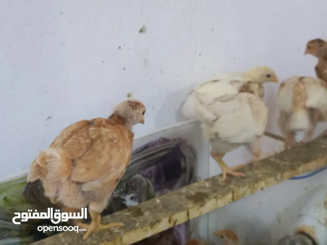 صيصان لوهمان للبيع