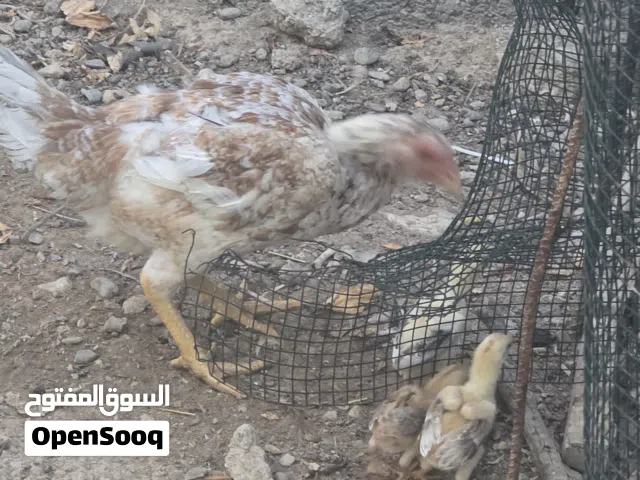 دجاج باكستاني
