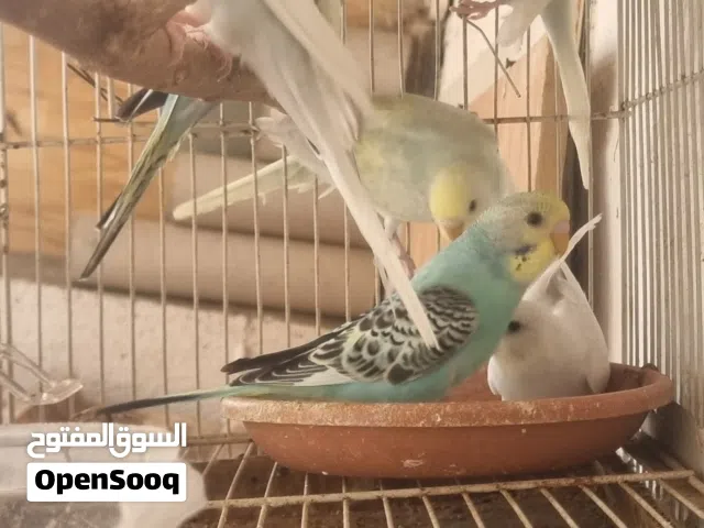 عصافير لف بيرد فراخ الجوز 40 شيقل