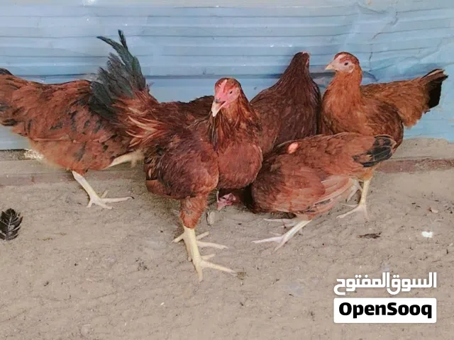 Arabi kadim chicken how long the  contract number