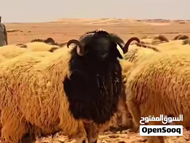 فحم سرول وفحم كالشه