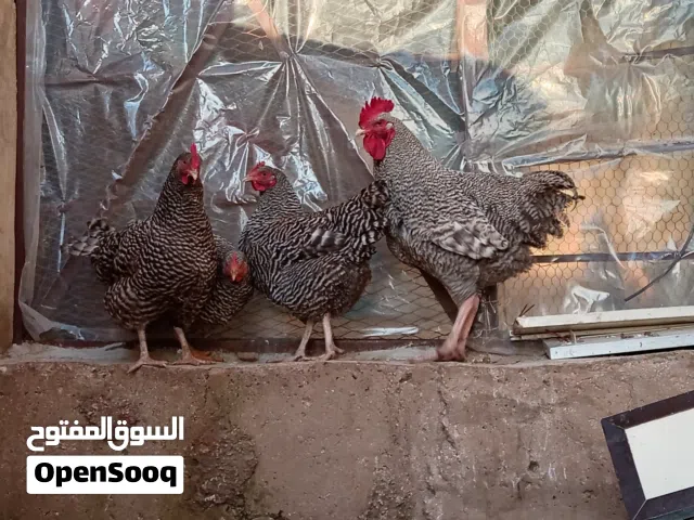 بيض مخصب بلايموث روك سعر الطبق 40دينار
