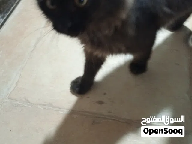 قطه للبيع لفيه صفيره