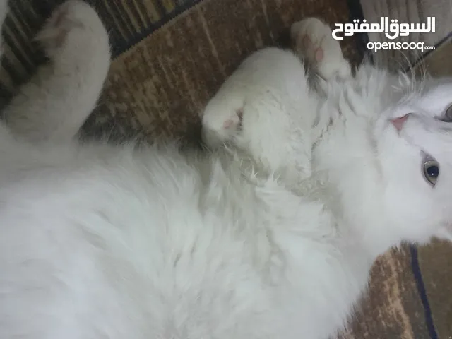 قطة شيرازي عمرها أربعة رايدها ب25 وبيها مجال بسيط