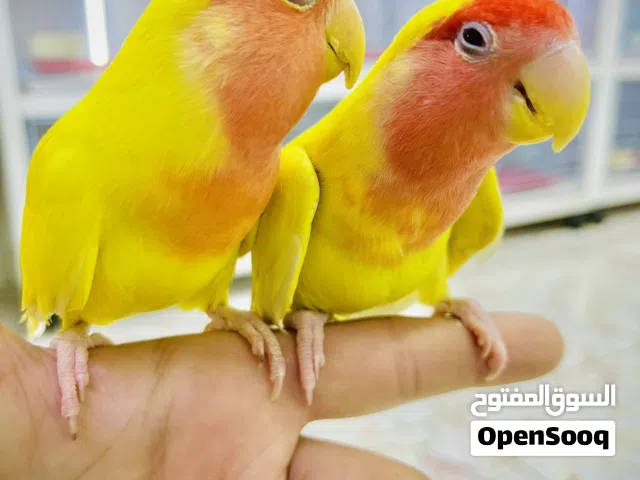 Love Birds  Couple  Special colour  Self Eating  Full trend  Very cheap price