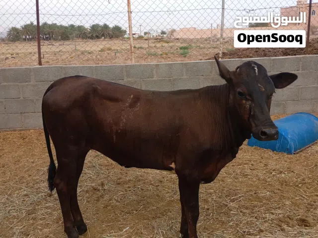 عجله للبيع
