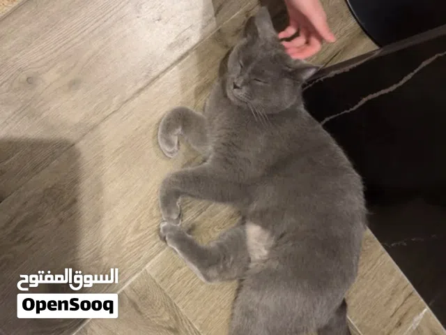 قطه بيريتيش شوت هير اللون رمادي ب 1500 قابل للتفاوض للمعقول  للتواصل على الخاص او واتس اب الجاد حياه