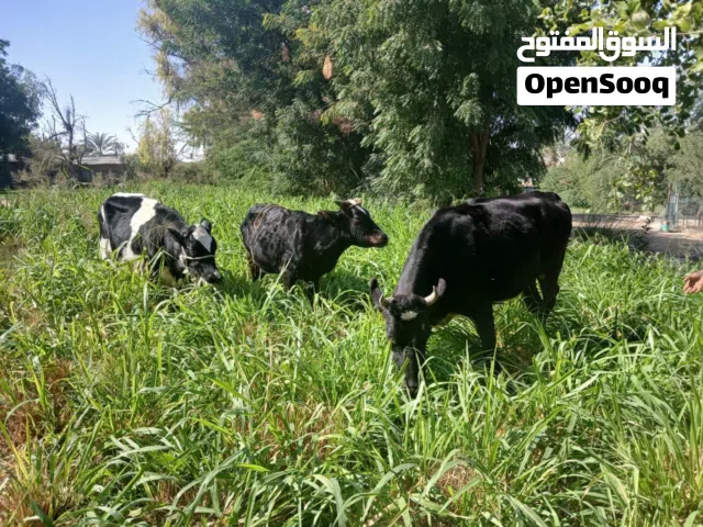 للبيع : عجول من أم هولندية و الأب باكستاني