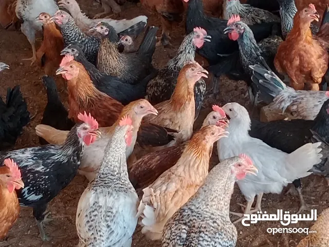 دجاج فيومي وفرنسي العمر 5شهور