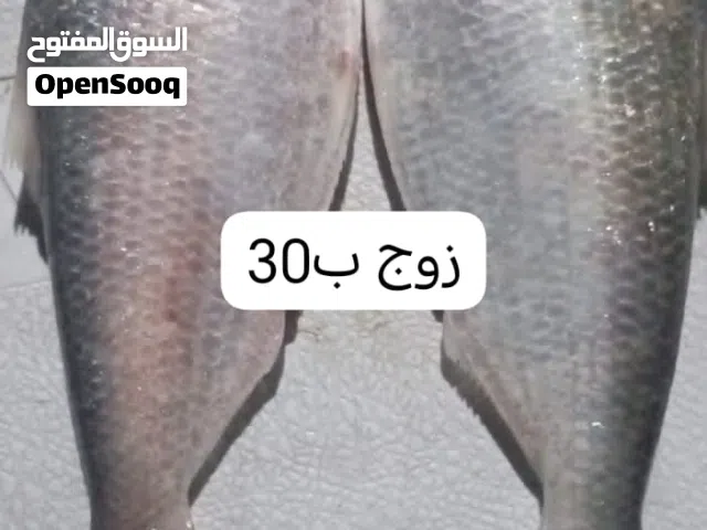صبور تازة ابي الخصيب حمدان