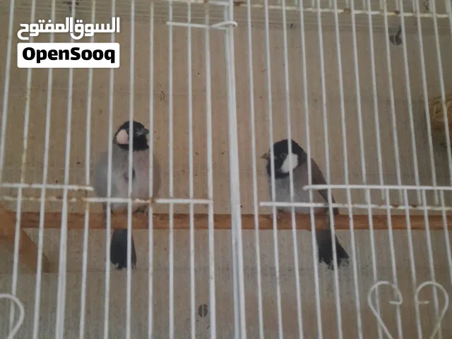 زوج بلابل أليفات أقرا الوصف