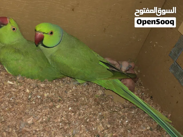 اقرى الوصف