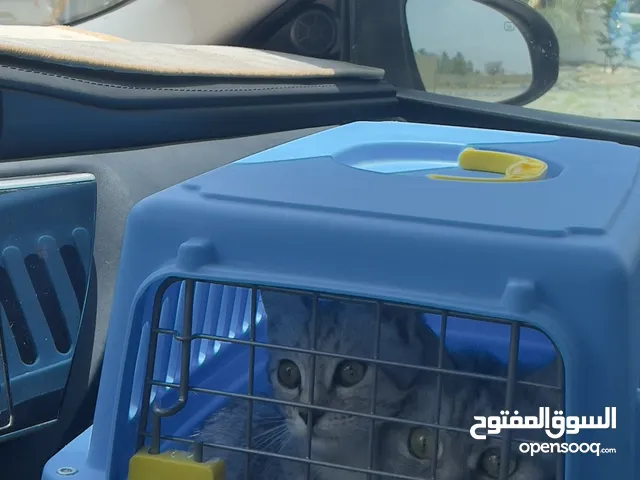 قطه شيرازيه تم تحصينها مع ابنتها و غذاءها و كامل أغراضها