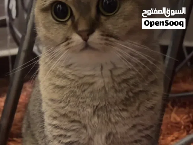قطه سكوتش فولد قابل التفاوض