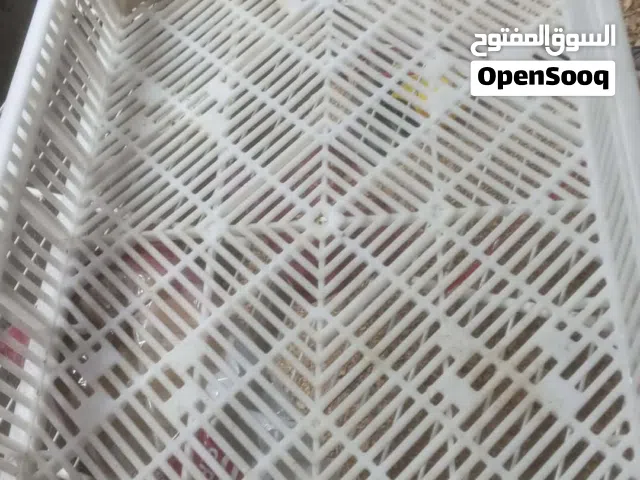 اقفاس بلاستيك.....................؟................................................................
