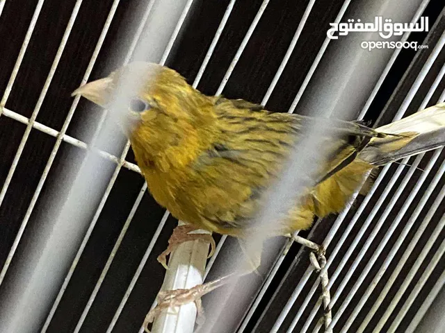 عصافير كنار