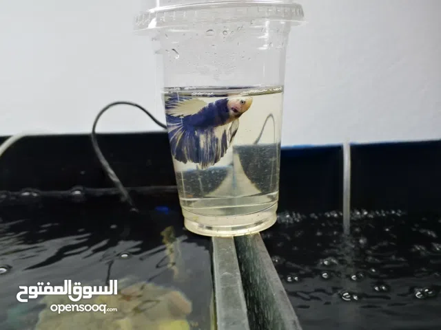 سمكت الفيتر لون نادر سعر ماع الحوض واطاعمه