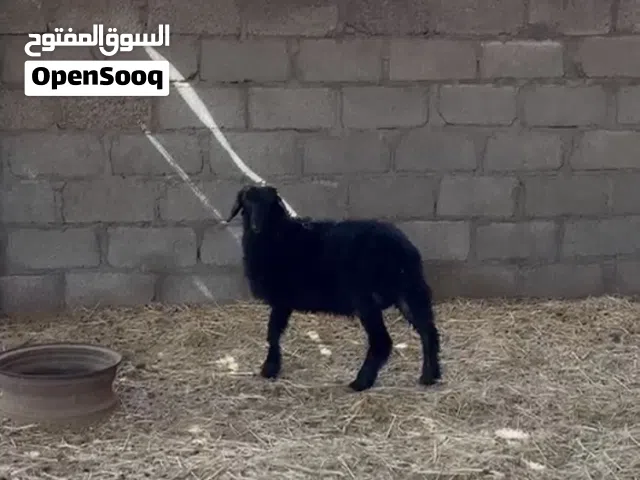 كبش اسود كامل
