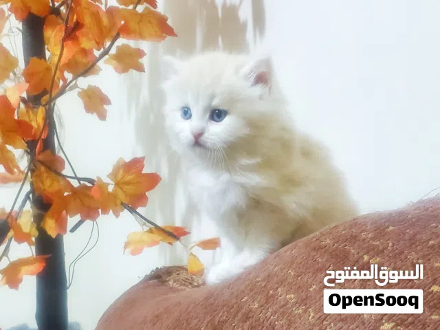 ذكر شيرازي اصل بيج فاتح عمره شهر وخمس ايام