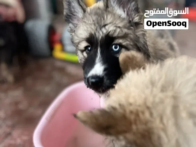 German shepherd mix husky