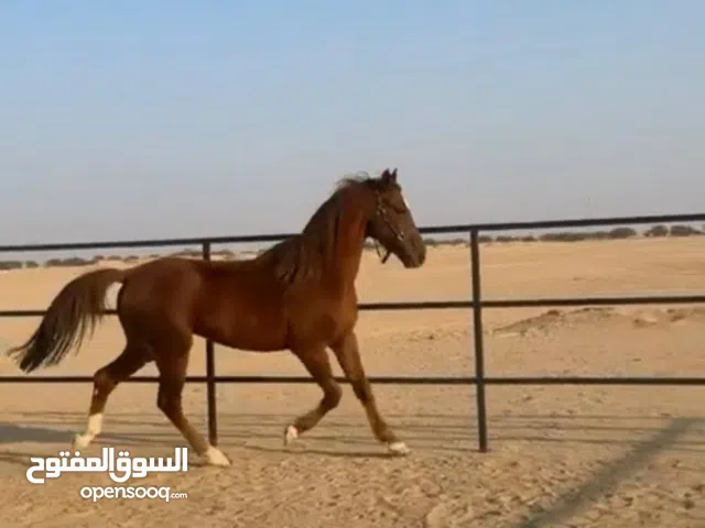 للبيع حصان فرنسي أو بدل