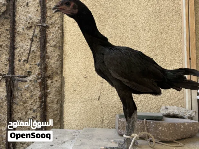 ديك ودجاجة