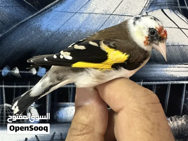 حسون طفرة مميزة