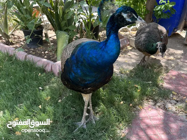 طاووس زوج للبيع هندي