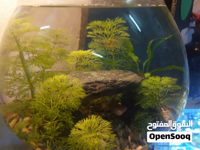 Bowl with live plants and fish