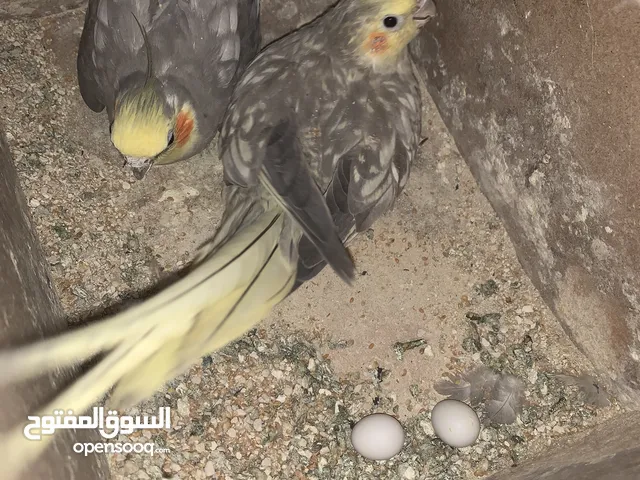 جوز كوكتيل تحته بيضتين