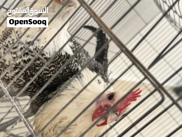 ديك فيومي مصري بيور