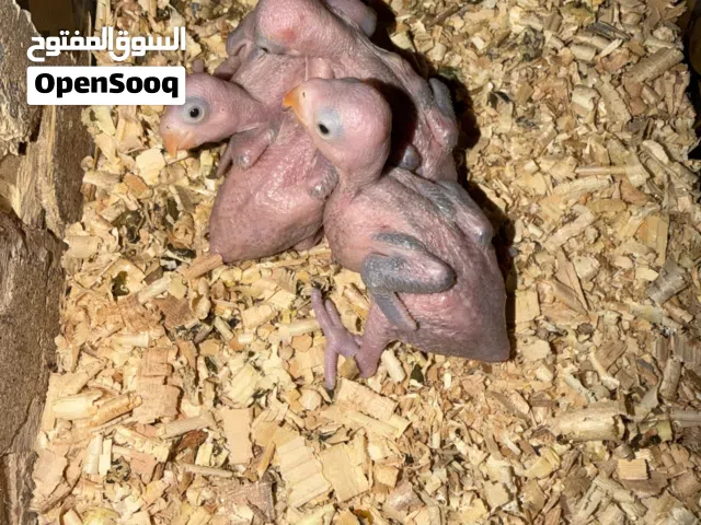 فروخ ببغاء الدره الاخضر