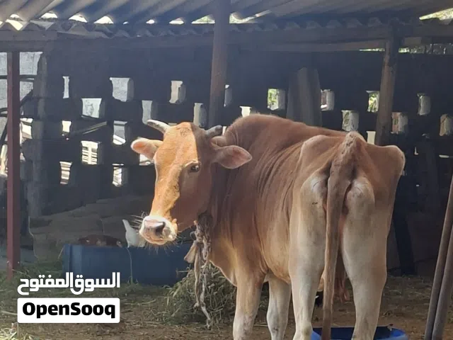 البقرة عمانية للبيع
