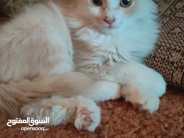قط ذكر العمر 4 اشهر